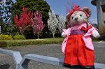 Dcim9953/DSC_4247