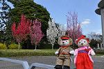 Dcim9953/DSC_4259