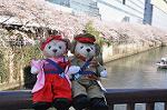 Dcim9954/DSC_4433