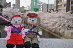 Dcim9955/DSC_4542