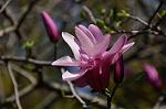 Dcim9966/DSC_5913