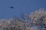 Dcim9977/DSC_7447