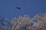 Dcim9977/DSC_7450