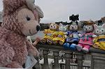 Dcim10278/DSC_5248