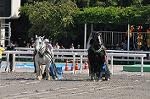 Dcim10521/DSC_2116