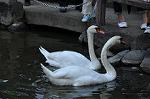 Dcim10523/DSC_2434