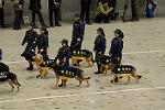 Dcim10805/DSC_9116