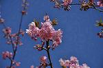 Dcim10896/DSC_0291