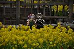Dcim10911/DSC_2267