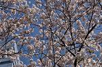 Dcim10931/DSC_5087