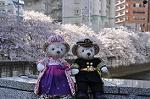 Dcim10931/DSC_5126