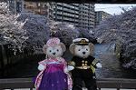 Dcim10931/DSC_5178