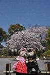 Dcim10932/DSC_5284