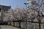 Dcim10933/DSC_5425