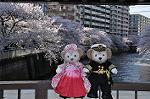 Dcim10933/DSC_5433