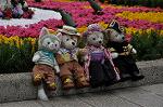 Dcim10939/DSC_6172