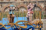 Dcim11114/DSC_2270