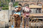Dcim11115/DSC_2337