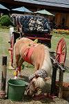 Dcim11343/DSC_8103