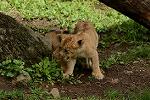 Dcim11345/DSC_8435