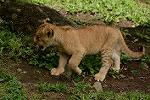 Dcim11345/DSC_8437