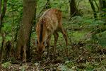 Dcim11350/DSC_9113