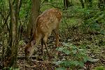 Dcim11350/DSC_9138