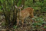 Dcim11350/DSC_9145