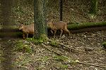 Dcim11352/DSC_9415