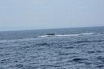 Dcim11578/DSC_7385