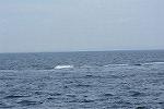Dcim11578/DSC_7391