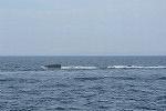 Dcim11578/DSC_7432
