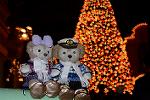 Dcim11721/DSC_6353