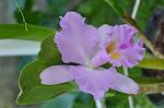 Dcim11825/DSC_1947