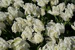 Dcim11875/DSC_2810