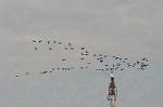 Dcim11895/DSC_4424
