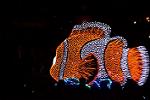 Dcim11995/DSC_4550