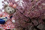 Dcim12037/DSC_0114