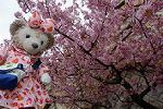 Dcim12037/DSC_0116
