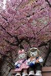 Dcim12041/DSC_0491