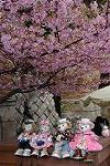 Dcim12041/DSC_0569