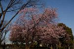 Dcim12047/DSC_1240