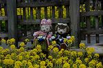 Dcim12079/DSC_5420