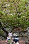 Dcim12079/DSC_5427