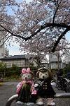 Dcim12122/DSC_0715