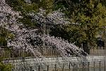 Dcim12122/DSC_0745