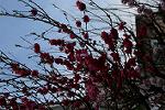 Dcim12122/DSC_0794