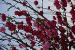 Dcim12122/DSC_0796