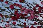 Dcim12122/DSC_0797
