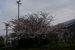 Dcim12136/DSC_2296